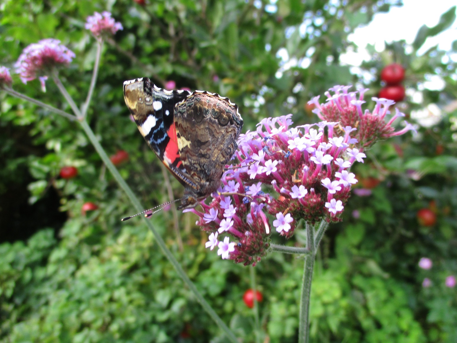Verbena bonariensis