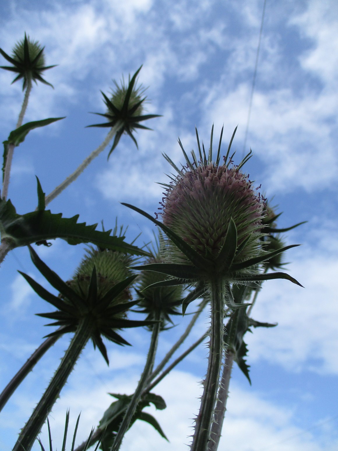 Teasel