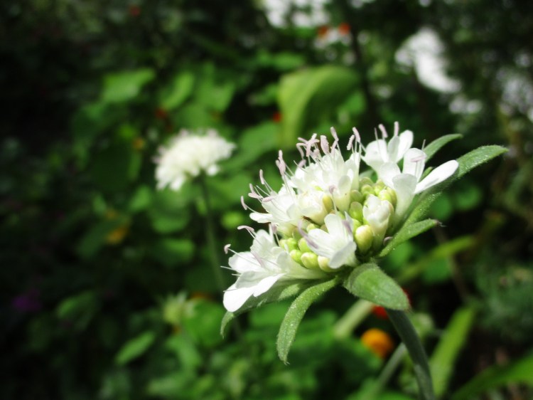Scabiosa drakensbergensis