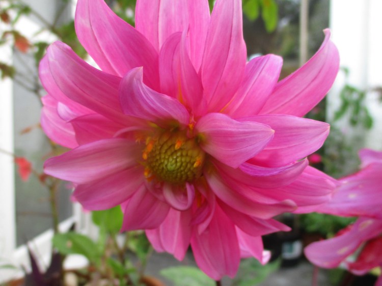 Dahlia australis