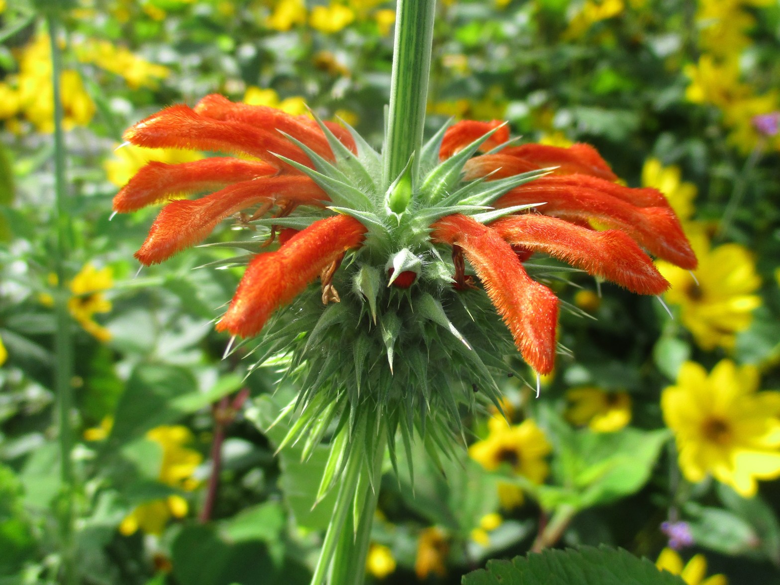 Leonotis nepetifolia
