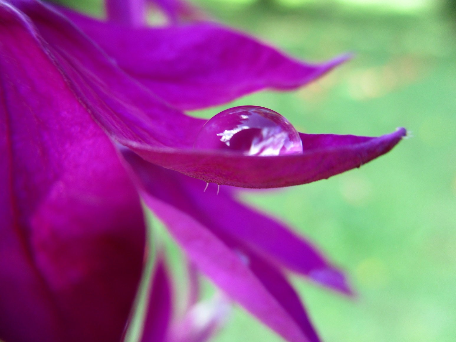 Lobelia 'Hapspen Purple'