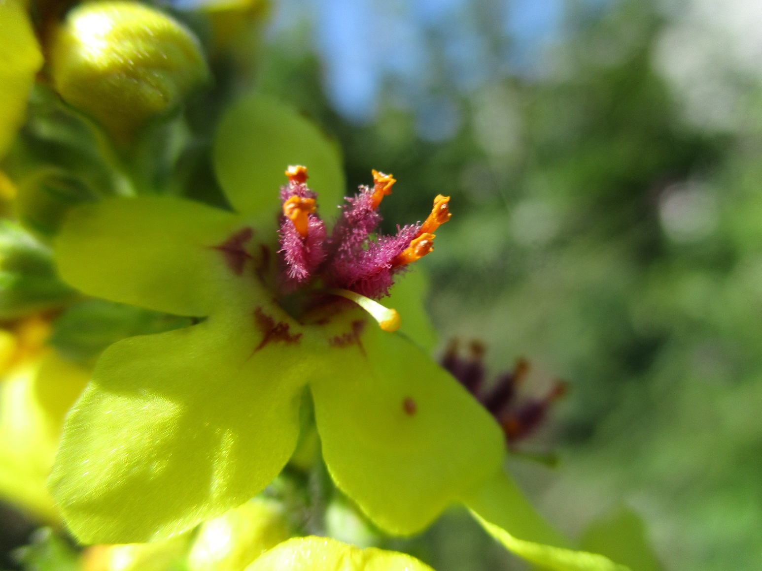 Verbascum chaixii