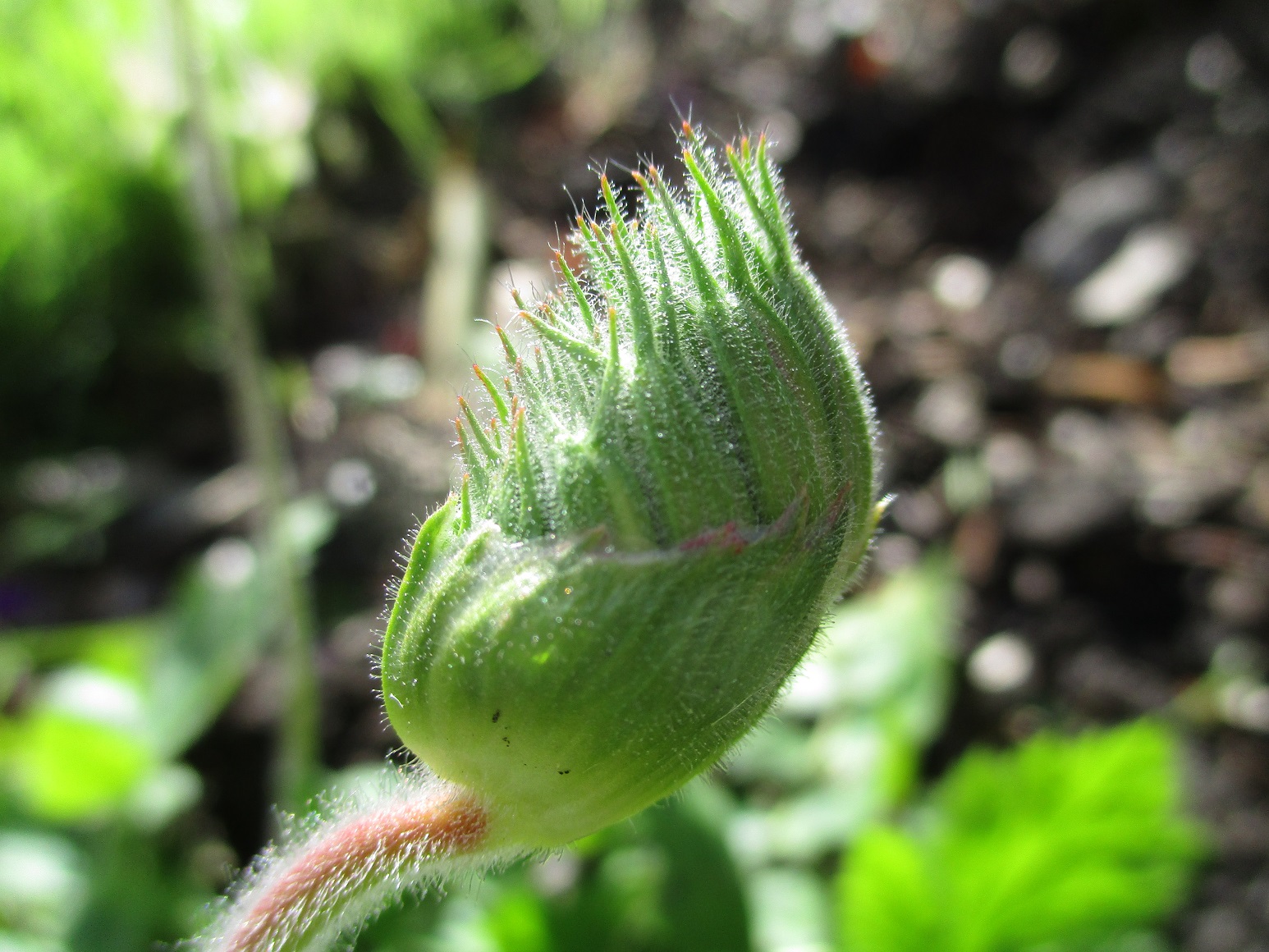 Erodium manescavii