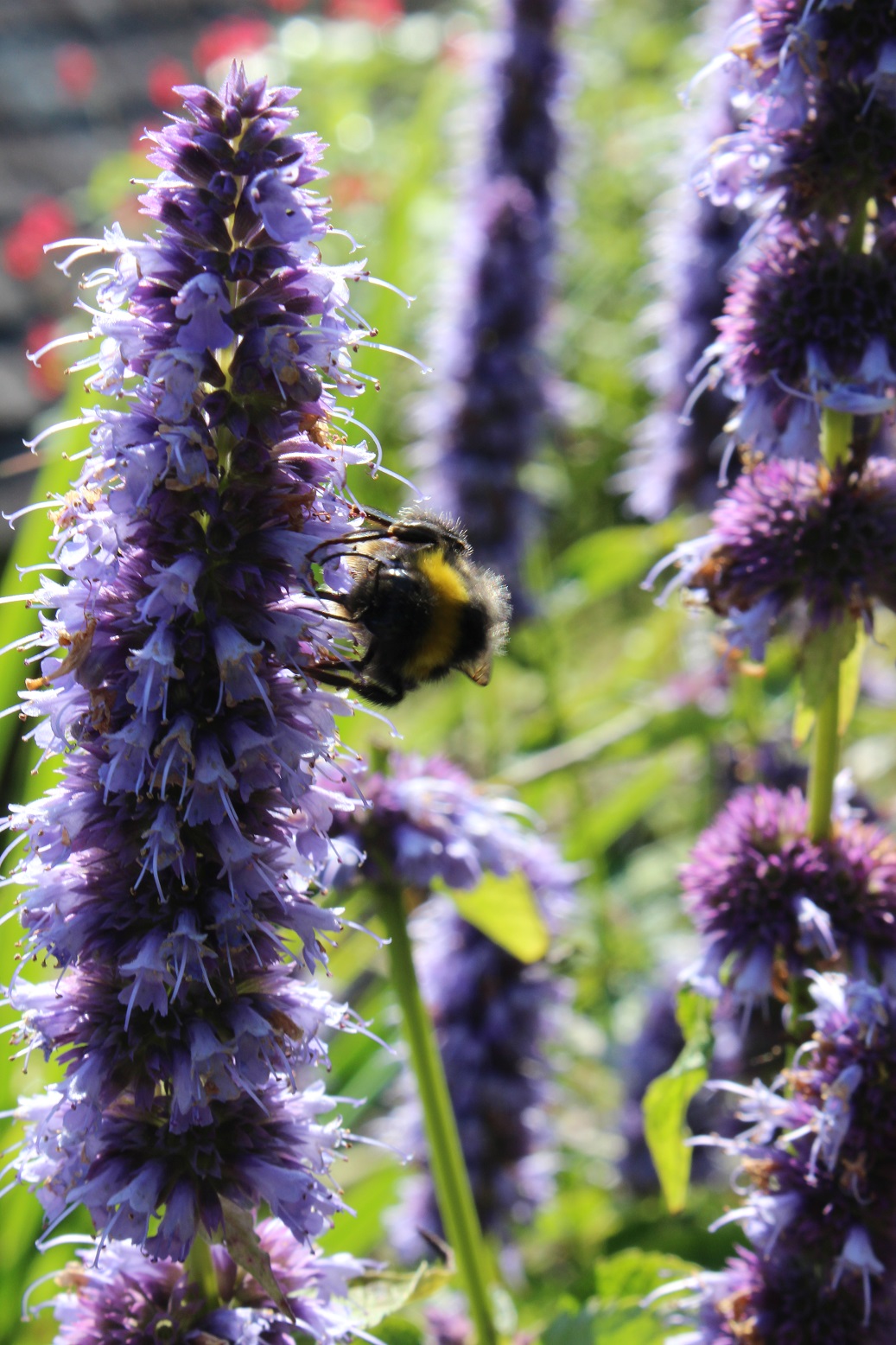 agastache