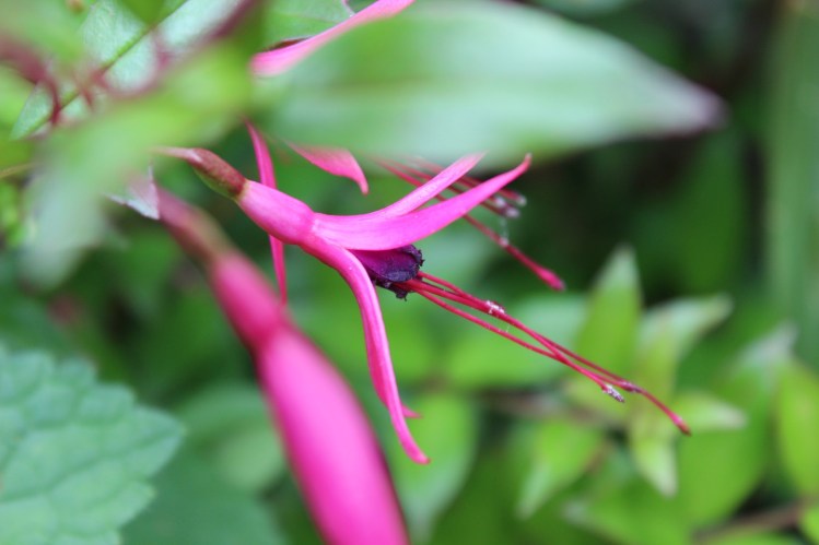 Fuchsia glazioviana