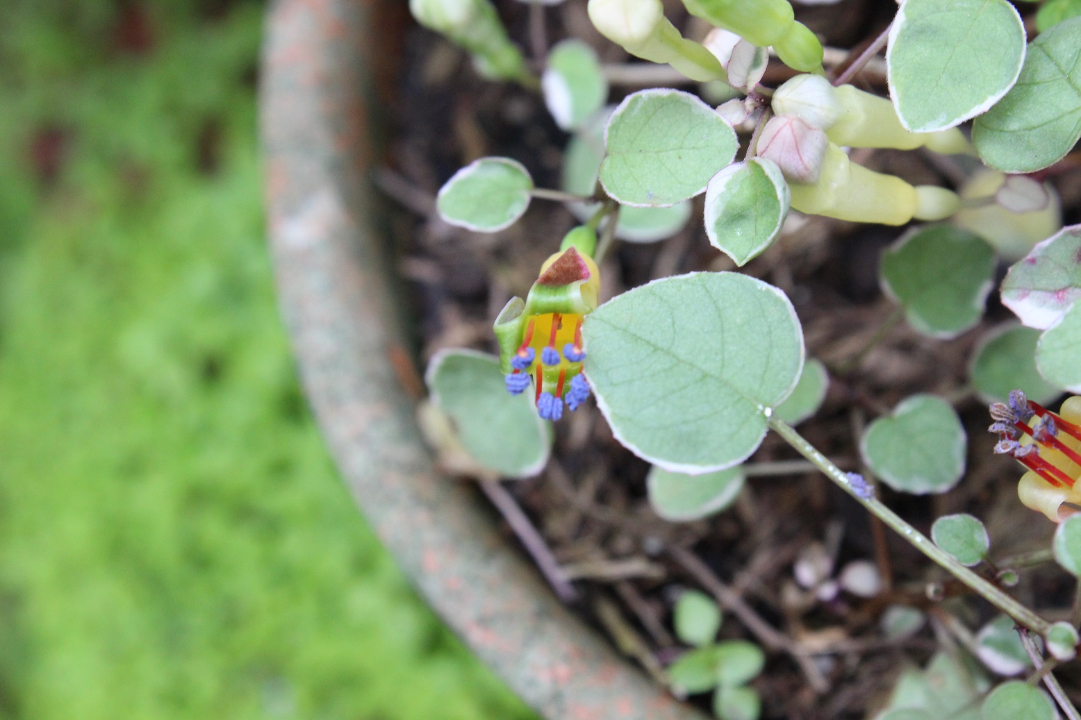 Fuchsia procumbens 'Variegata'