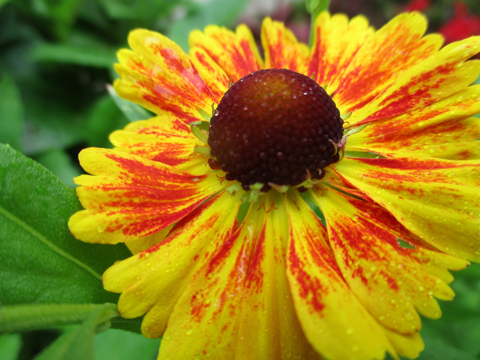 Helenium