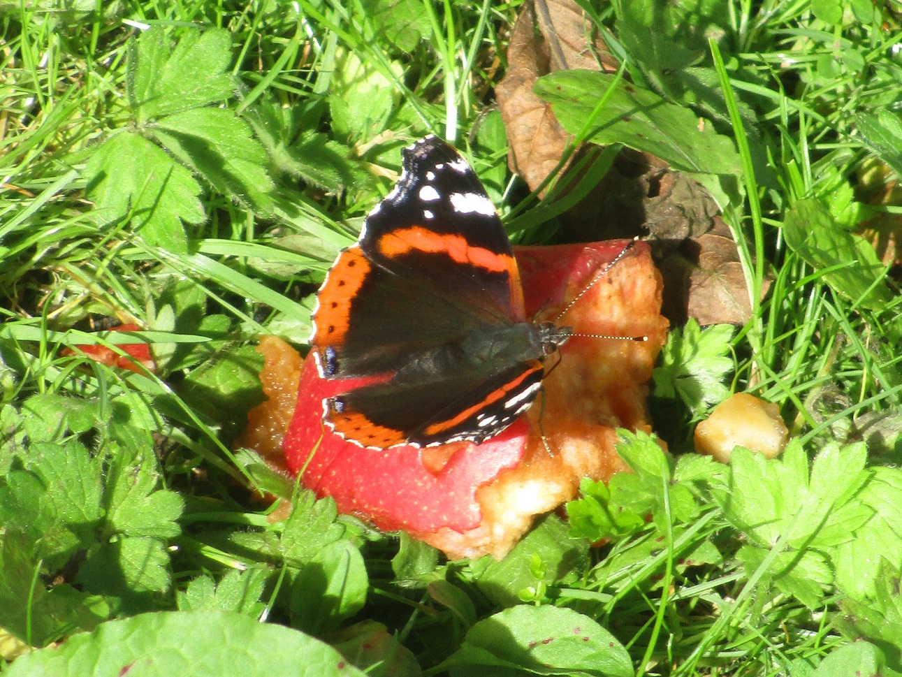Red admiral