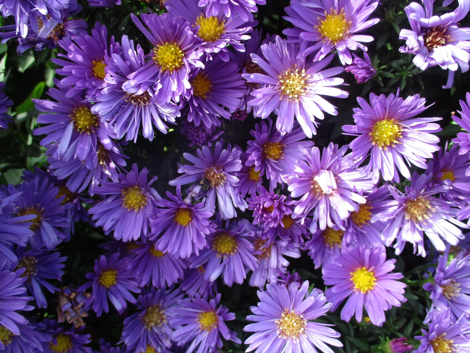 Aster