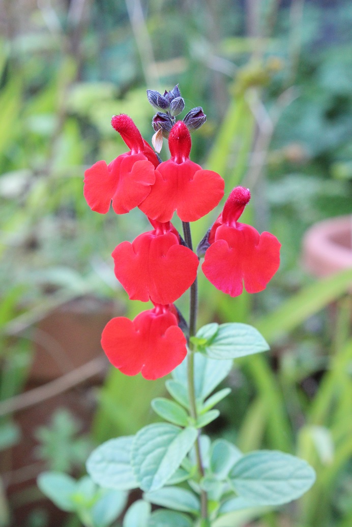 Salvia 'Royal Bumble'