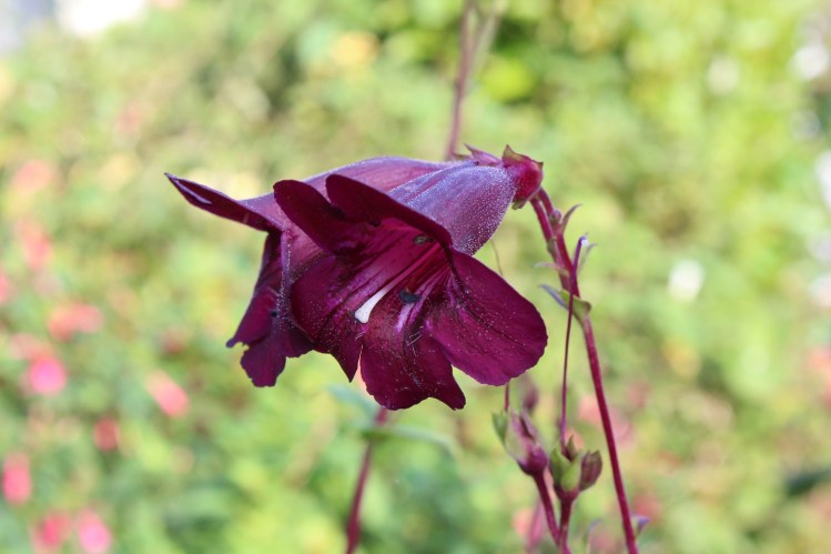 Penstemon 'Raven'