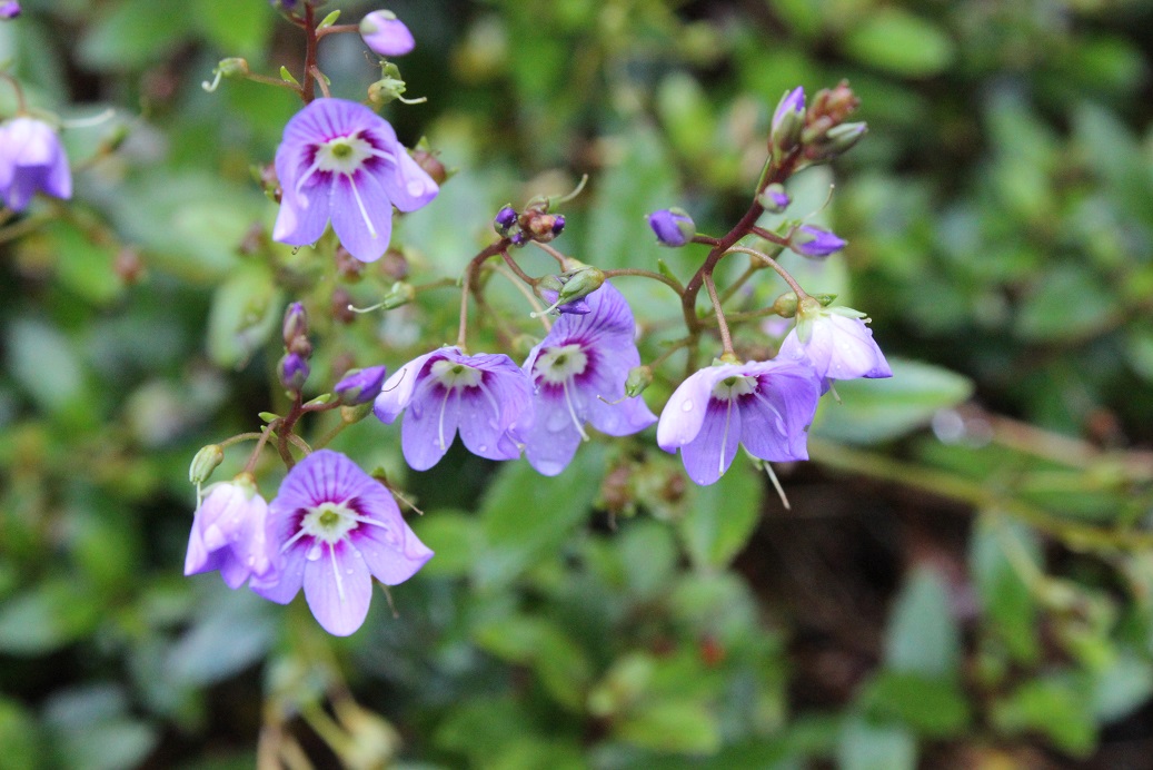 Parahebe catarractae