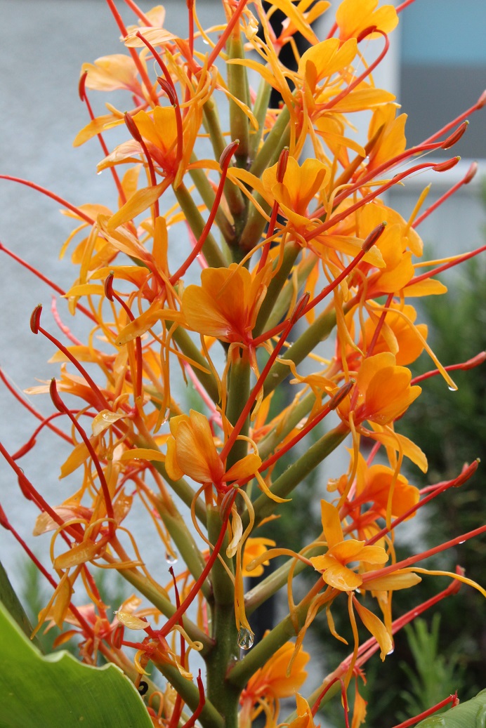 Hedychium 'Tara'
