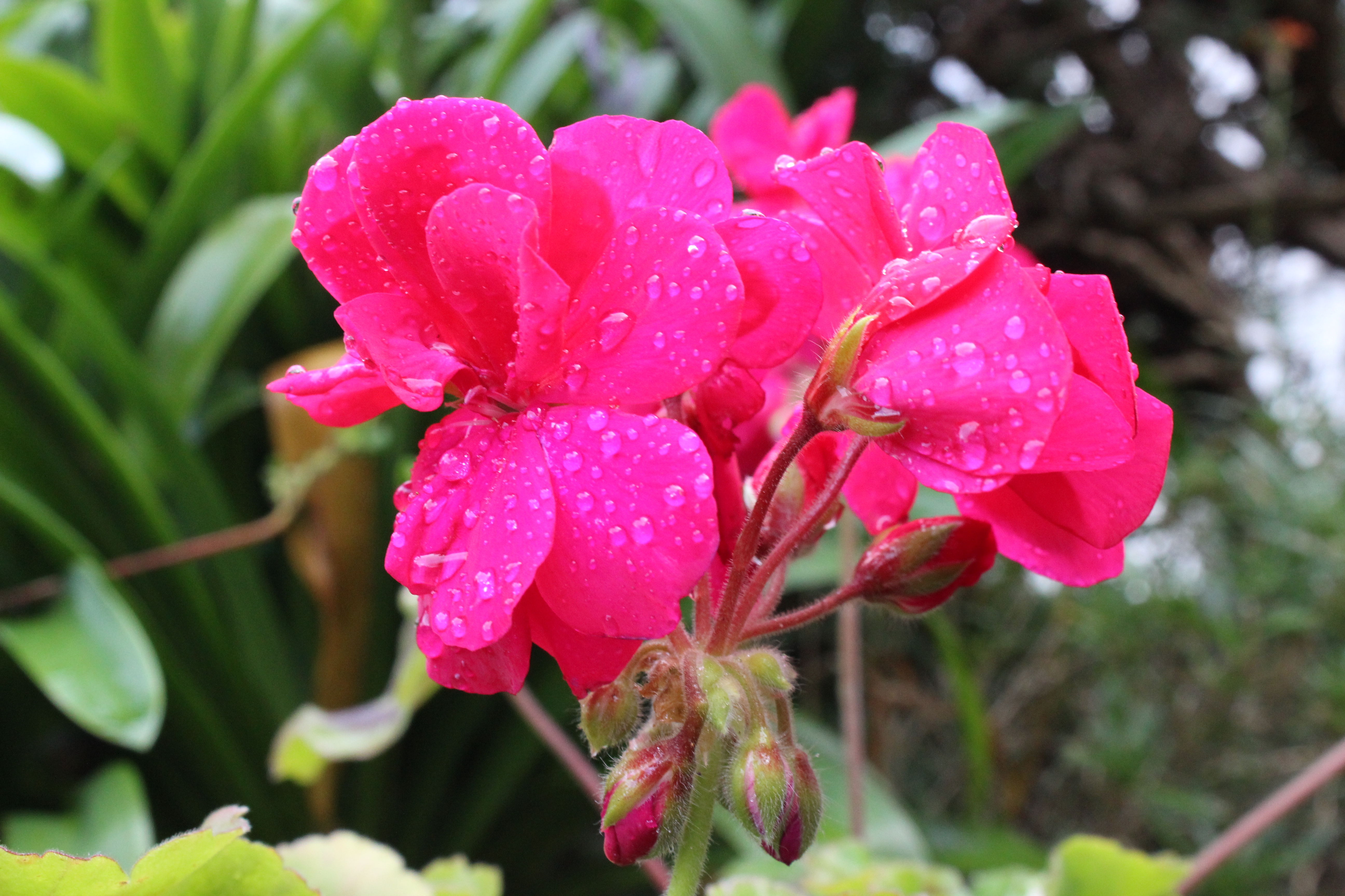 Pelargonium 'Calliope Hot Pink'