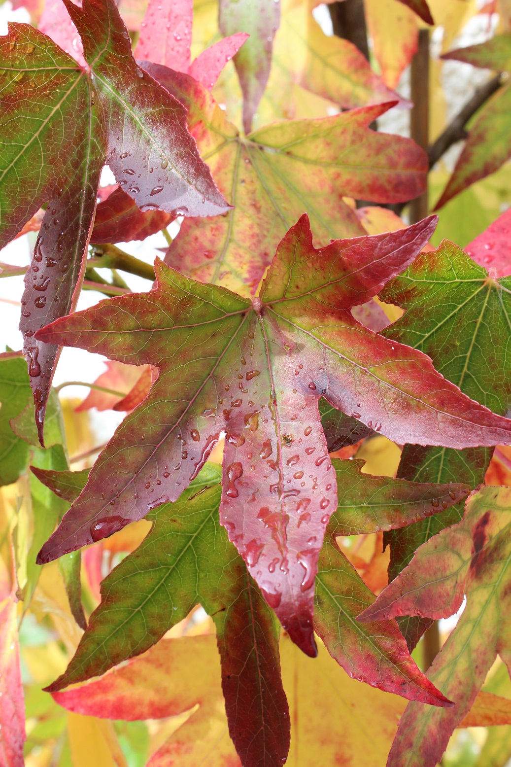 Liquidambar styraciflua
