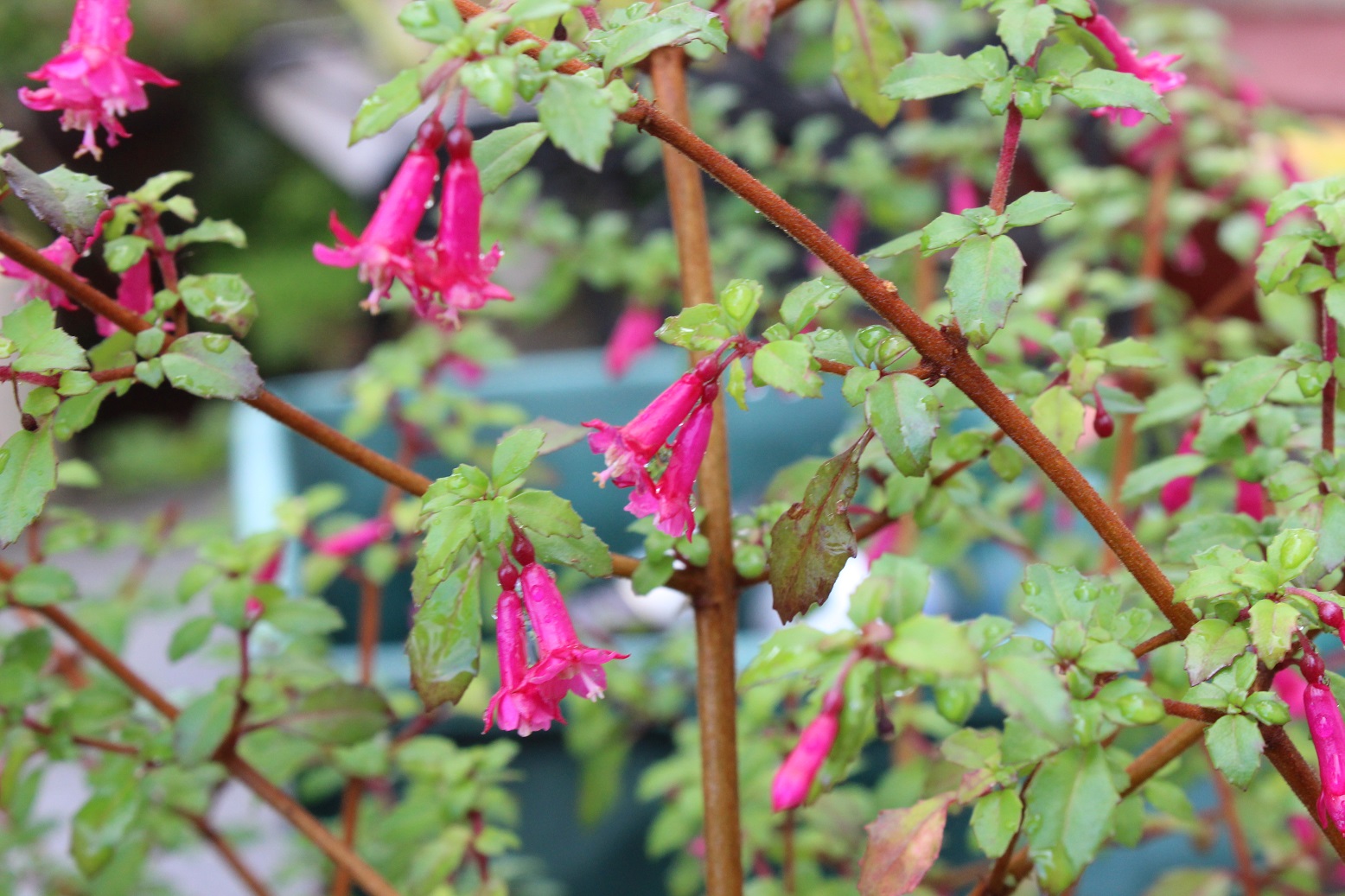 Fuchsia microphylla