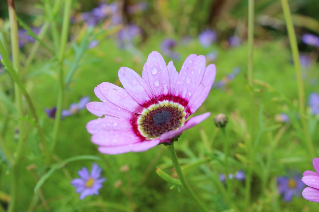 Argyranthemum
