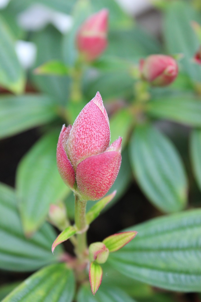 Tibouchina urvilleana