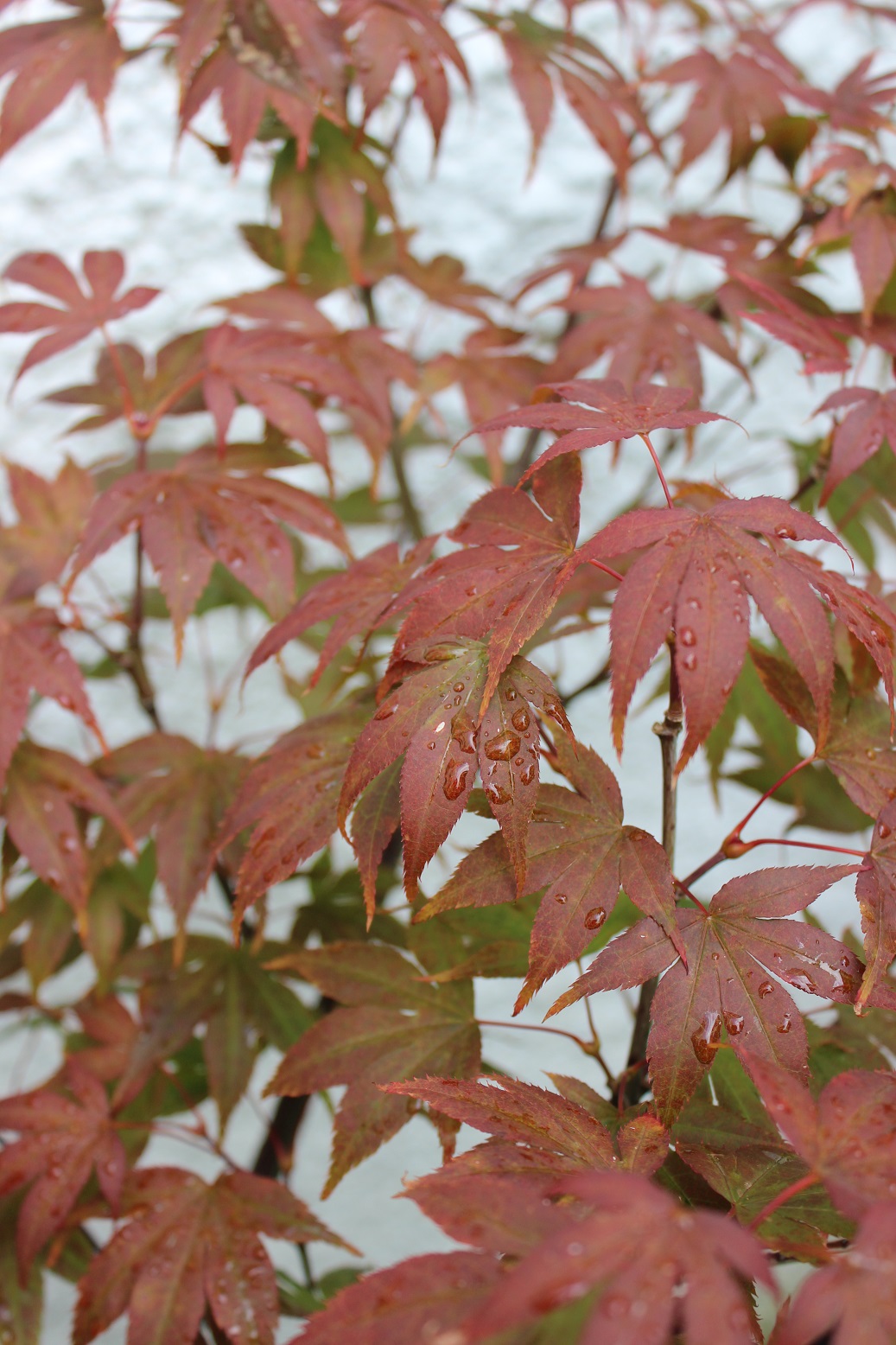 Acer palmatum