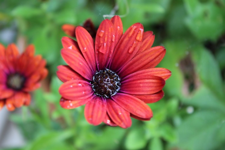 osteospermum