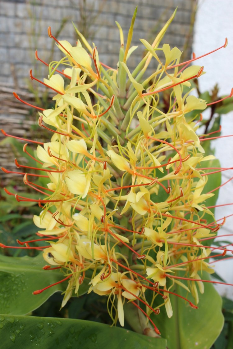 hedychium