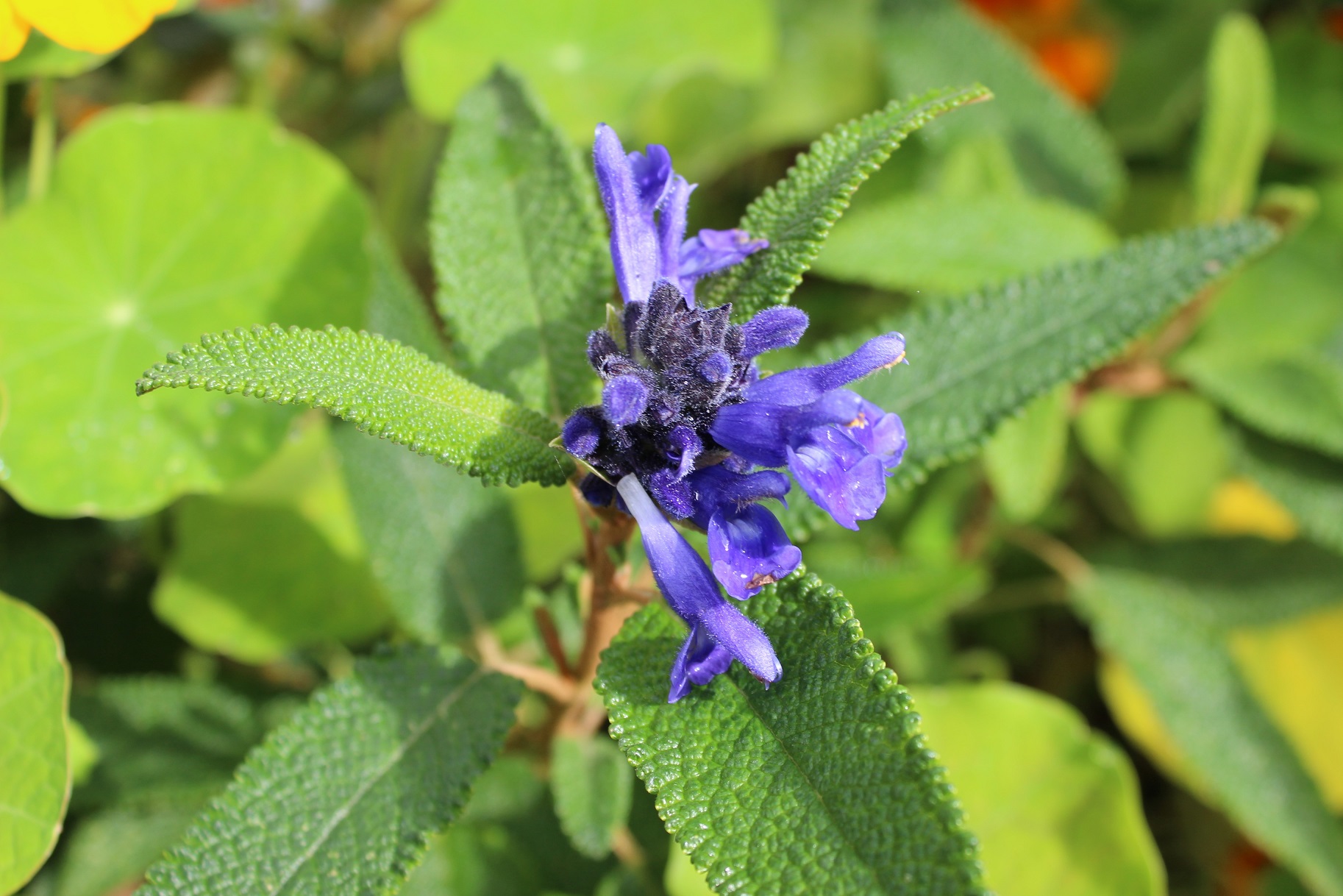 Salvia corrugata