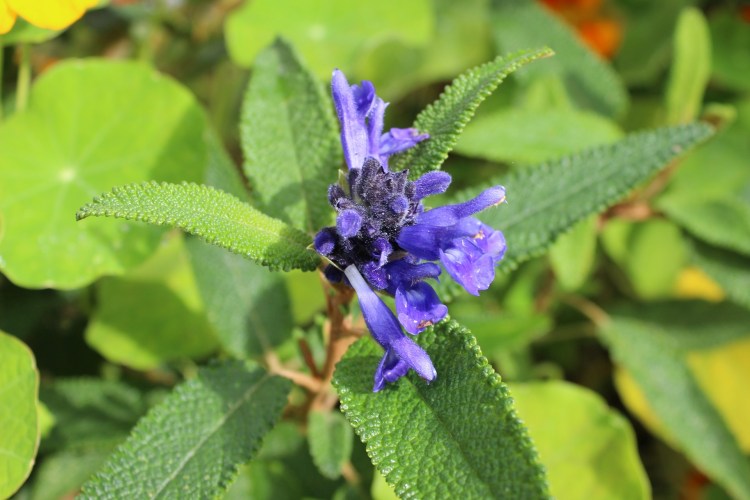 Salvia corrugata