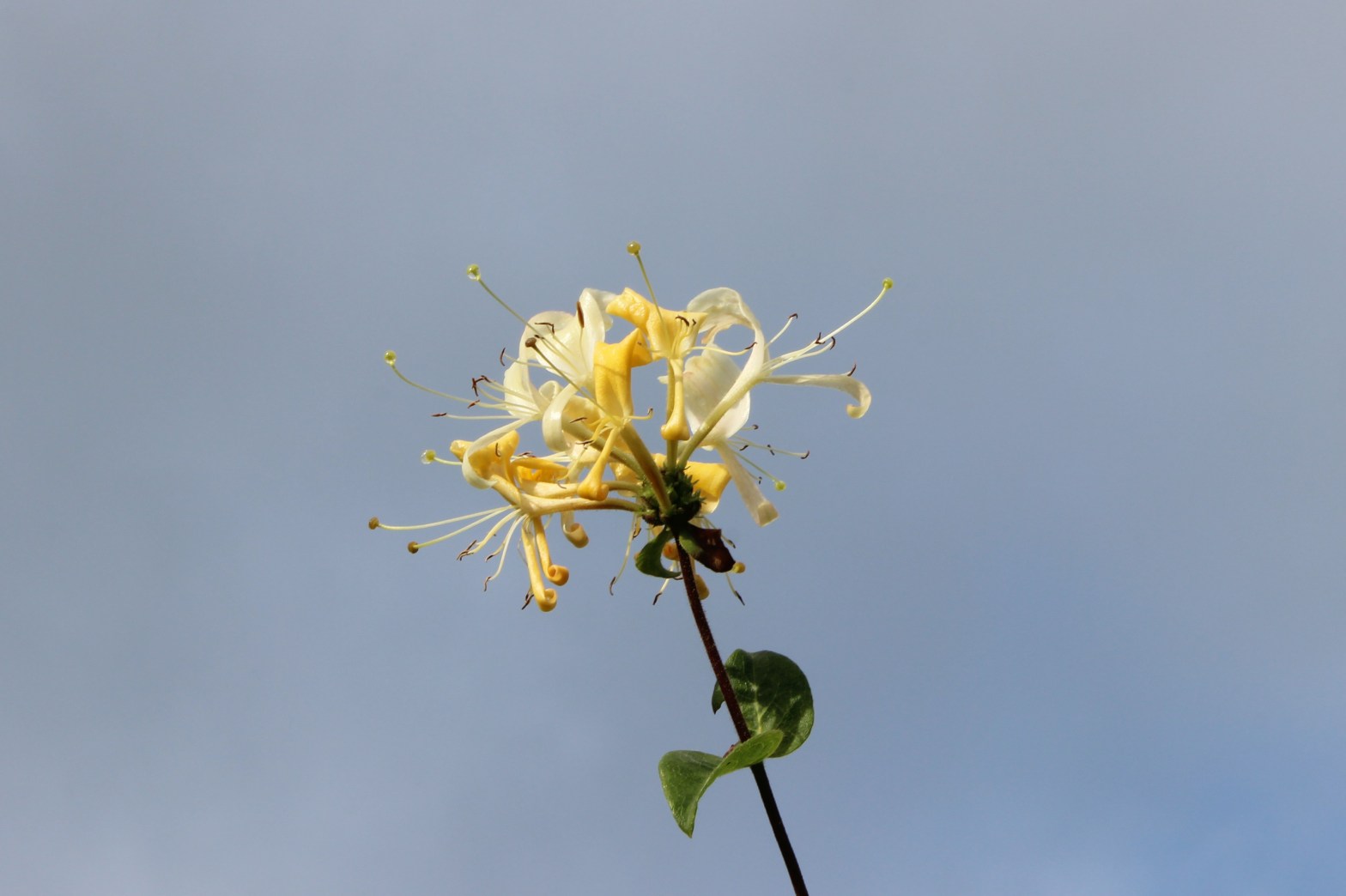 Honeysuckle