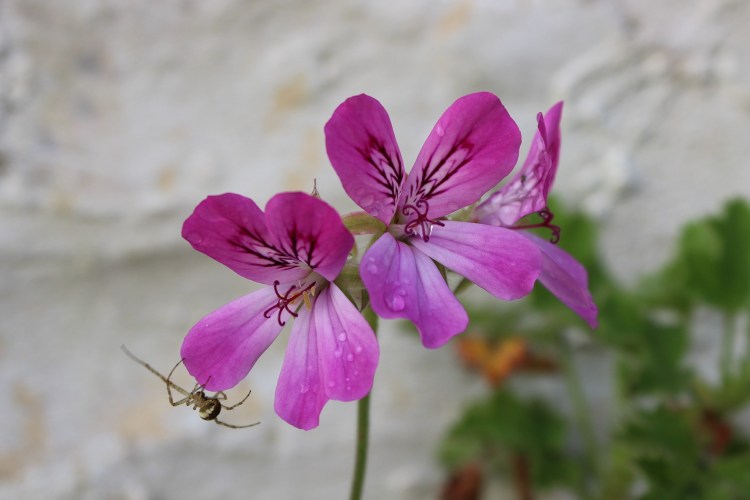 Pelargonium 'Pink Capricorn'