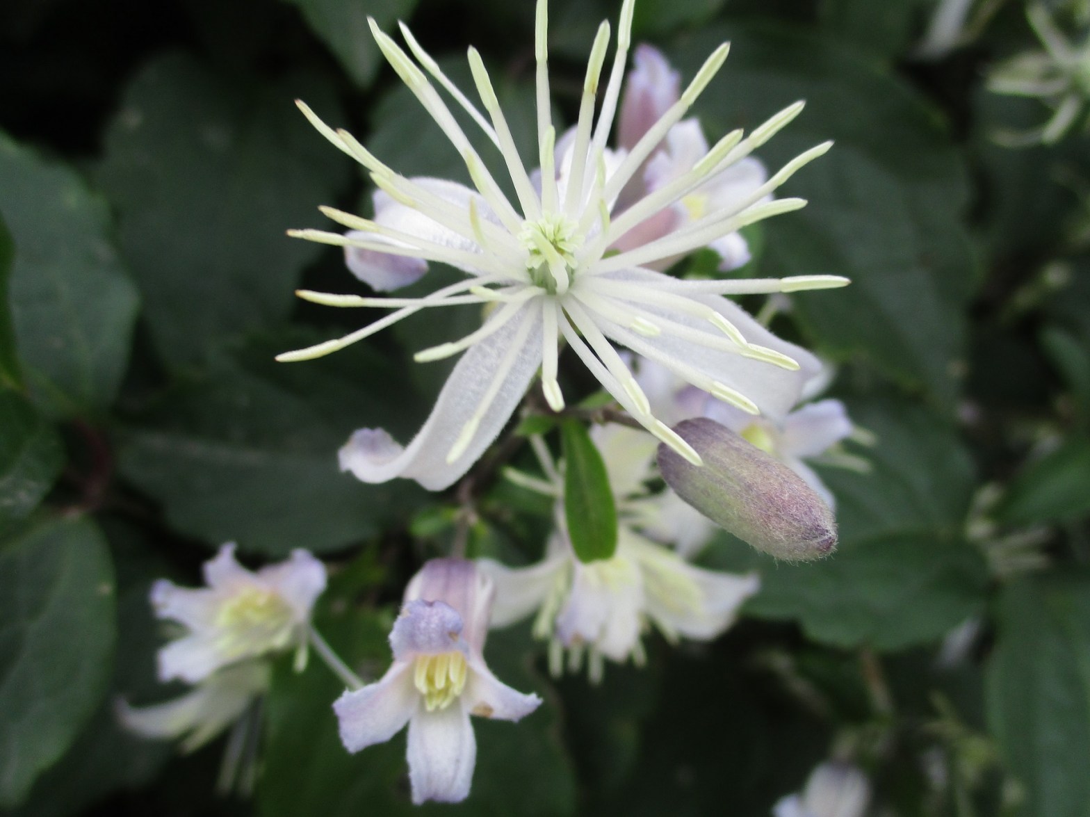 clematis