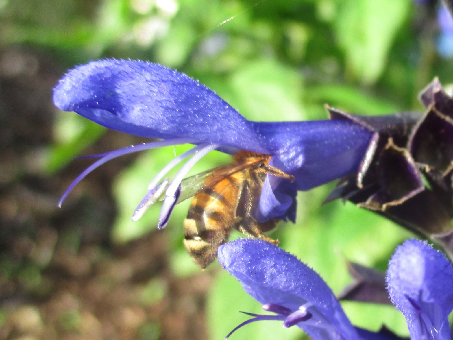 Salvia 'Black and Blue'