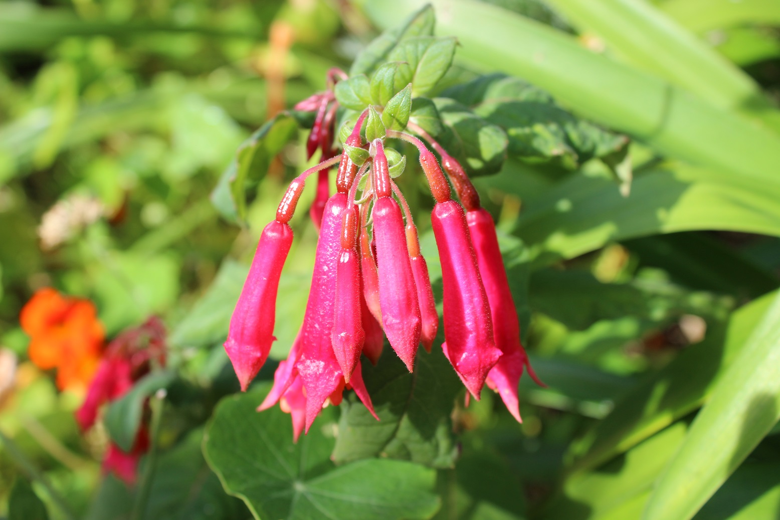 Fuchsia "Bornemann's Beste"