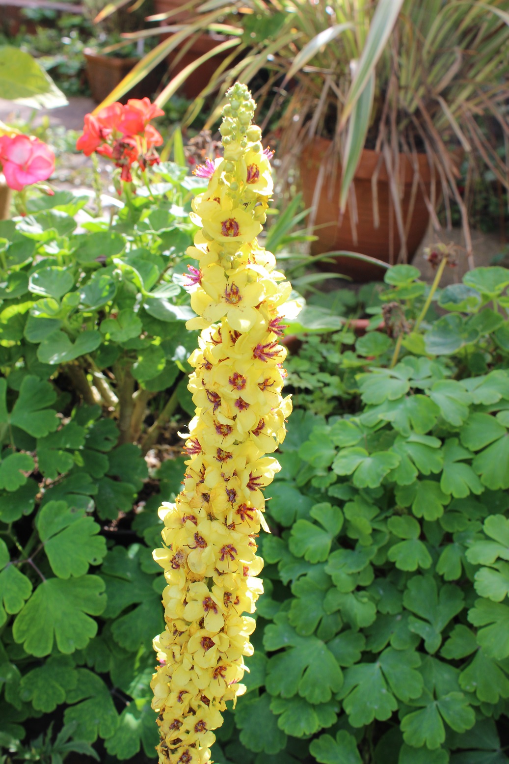Verbascum chaixii