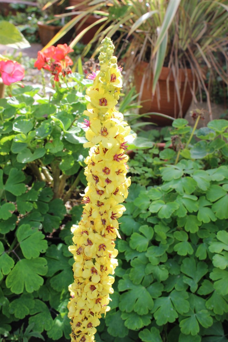 Verbascum chaixii