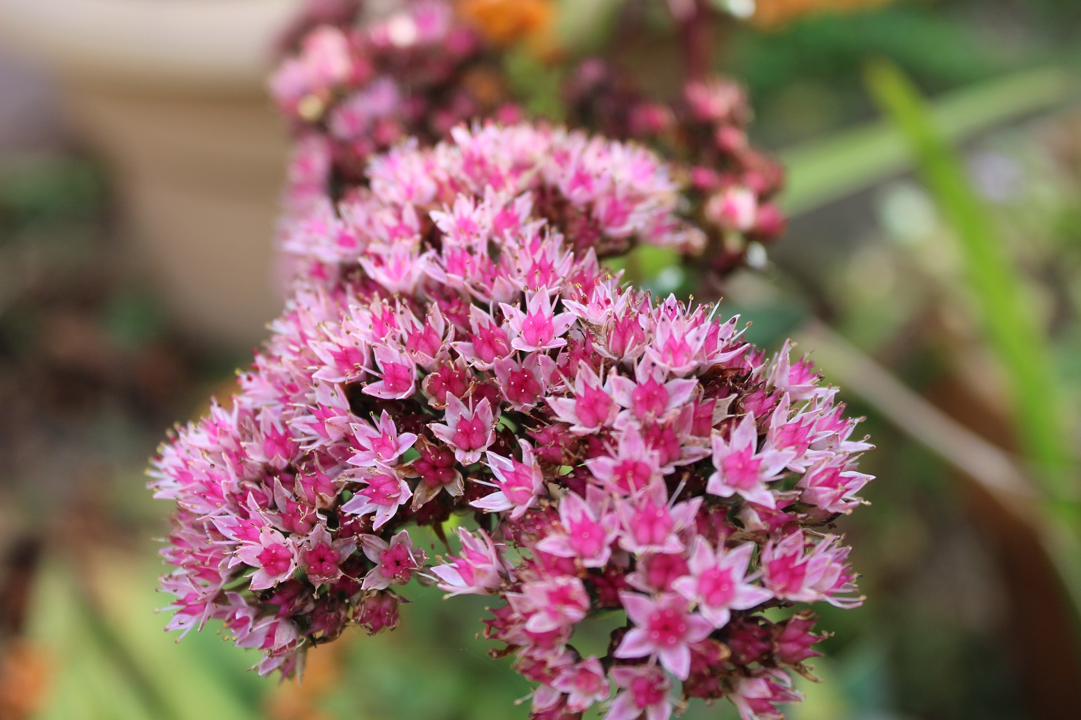 Hylotelephium 'Matrona'