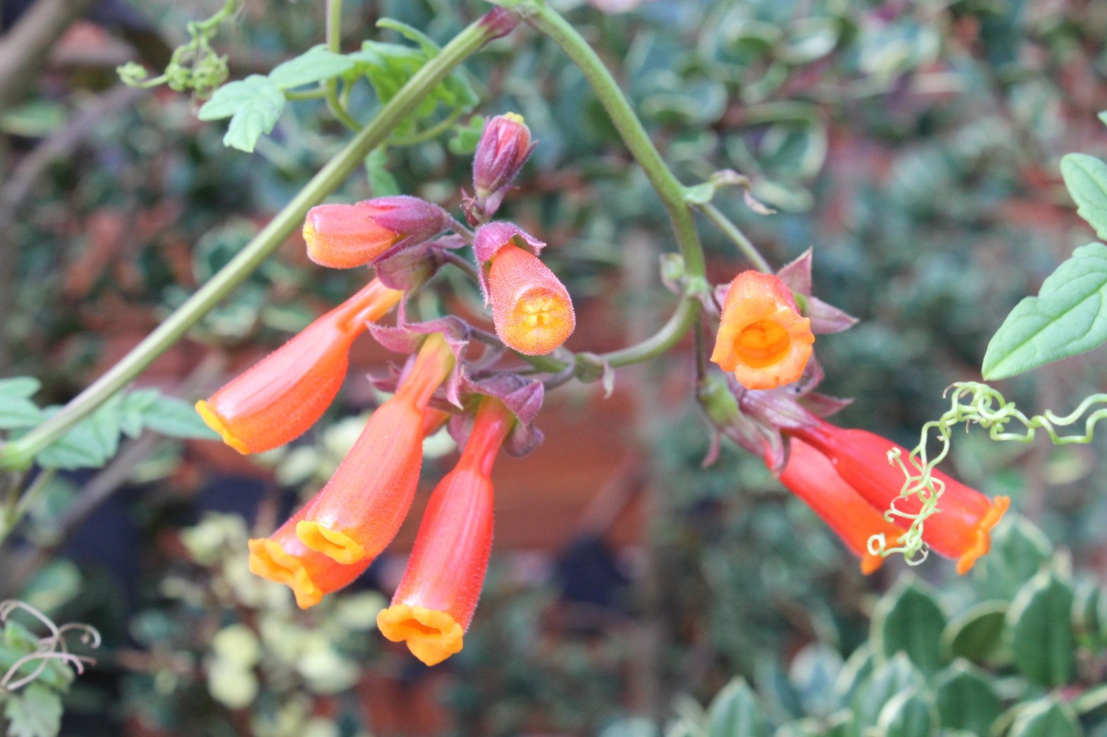 Eccremocarpus scaber