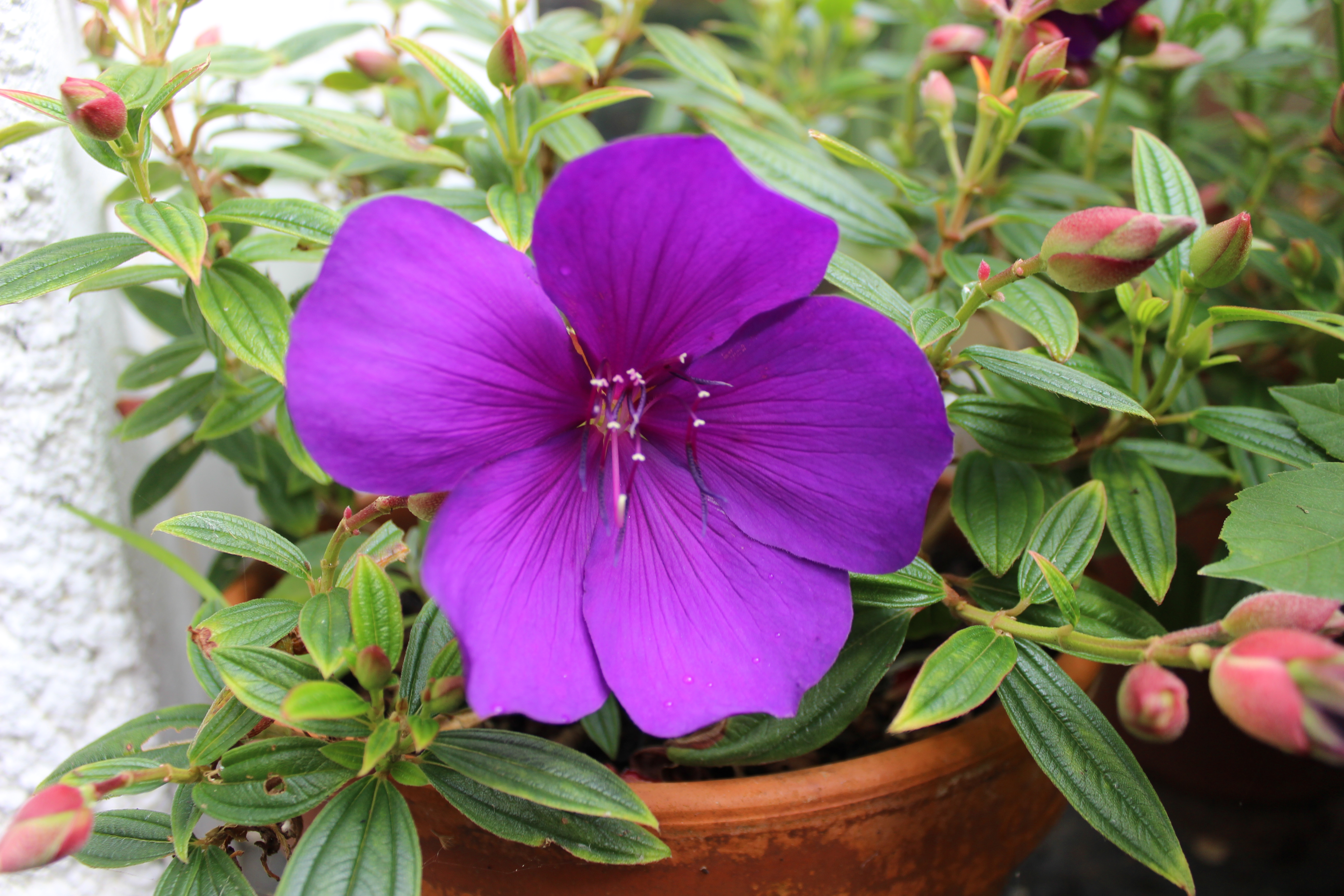 Tibouchina 'Groovy Baby'