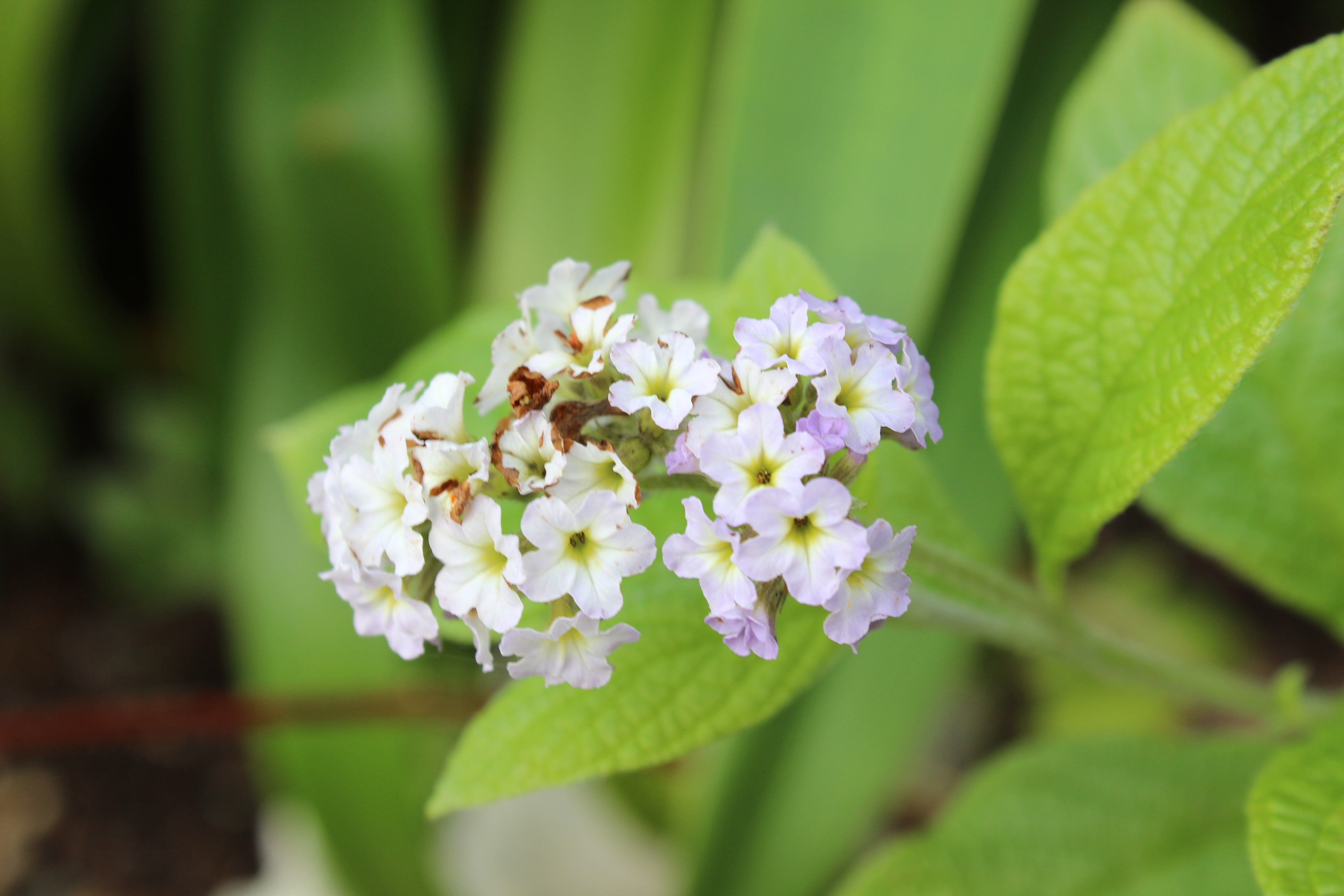 Heliotropium arborescens 'Chatsworth'