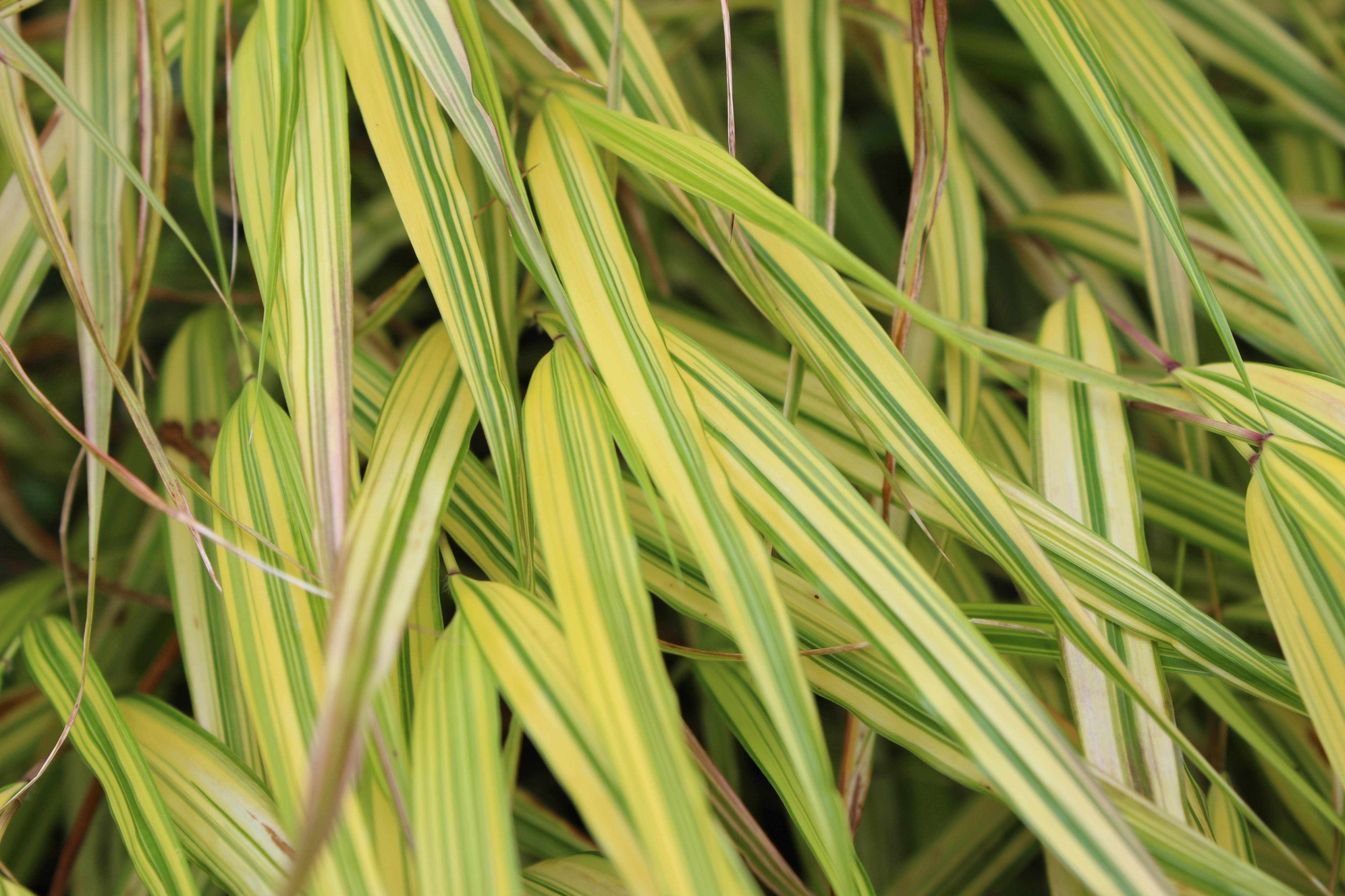 Hakonechloa macra 'Aureola'