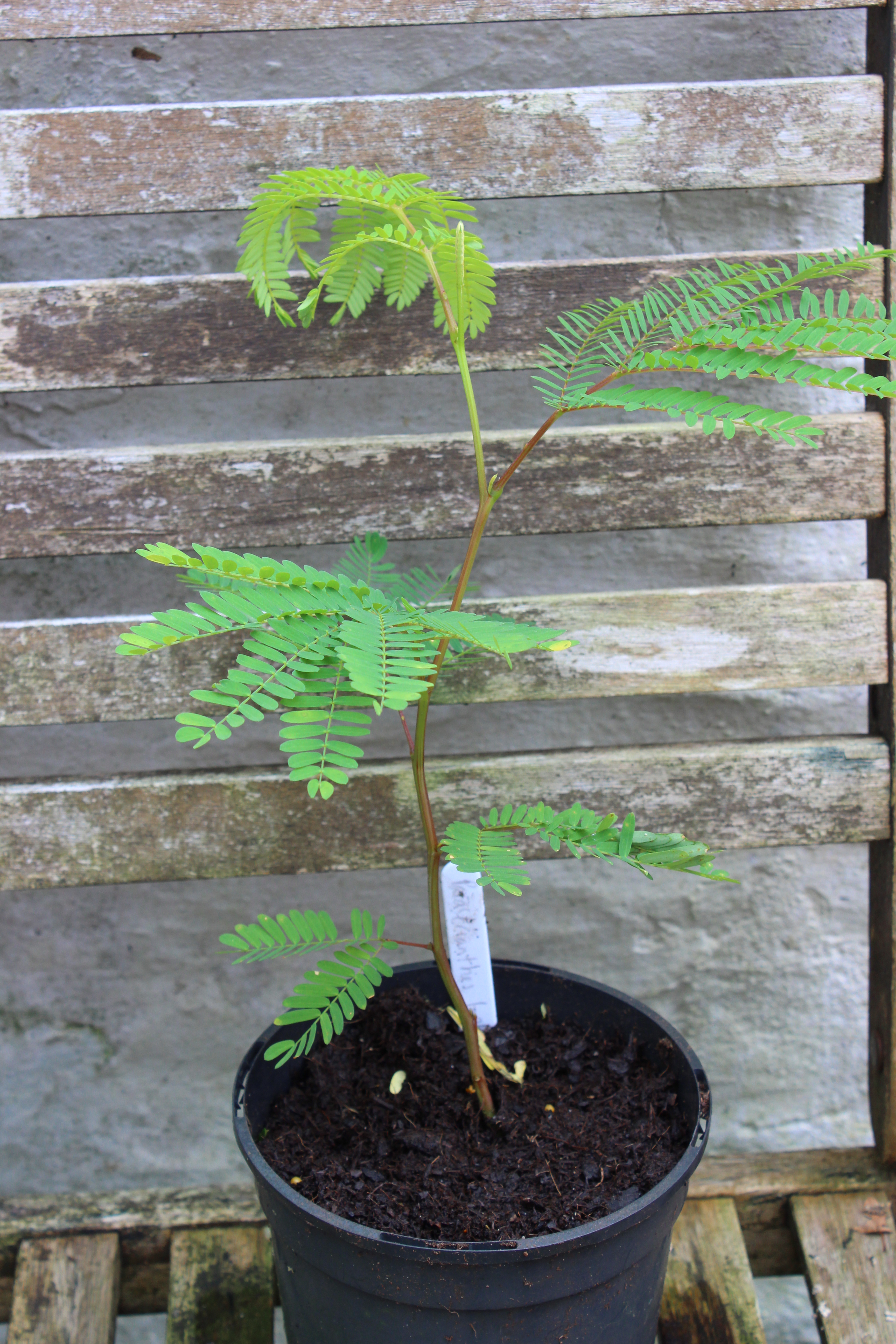 Paraserianthes lophantha