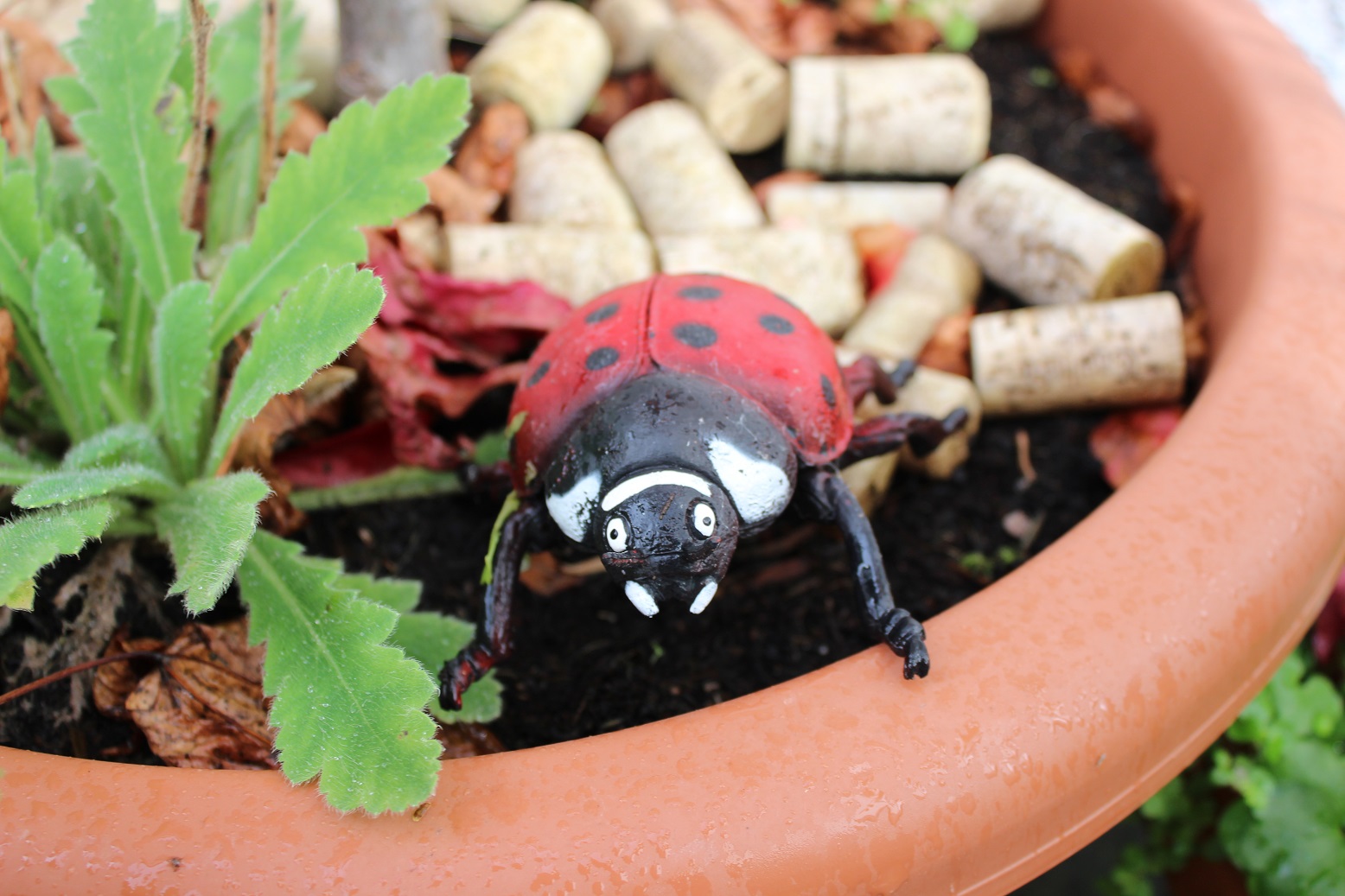 ladybird