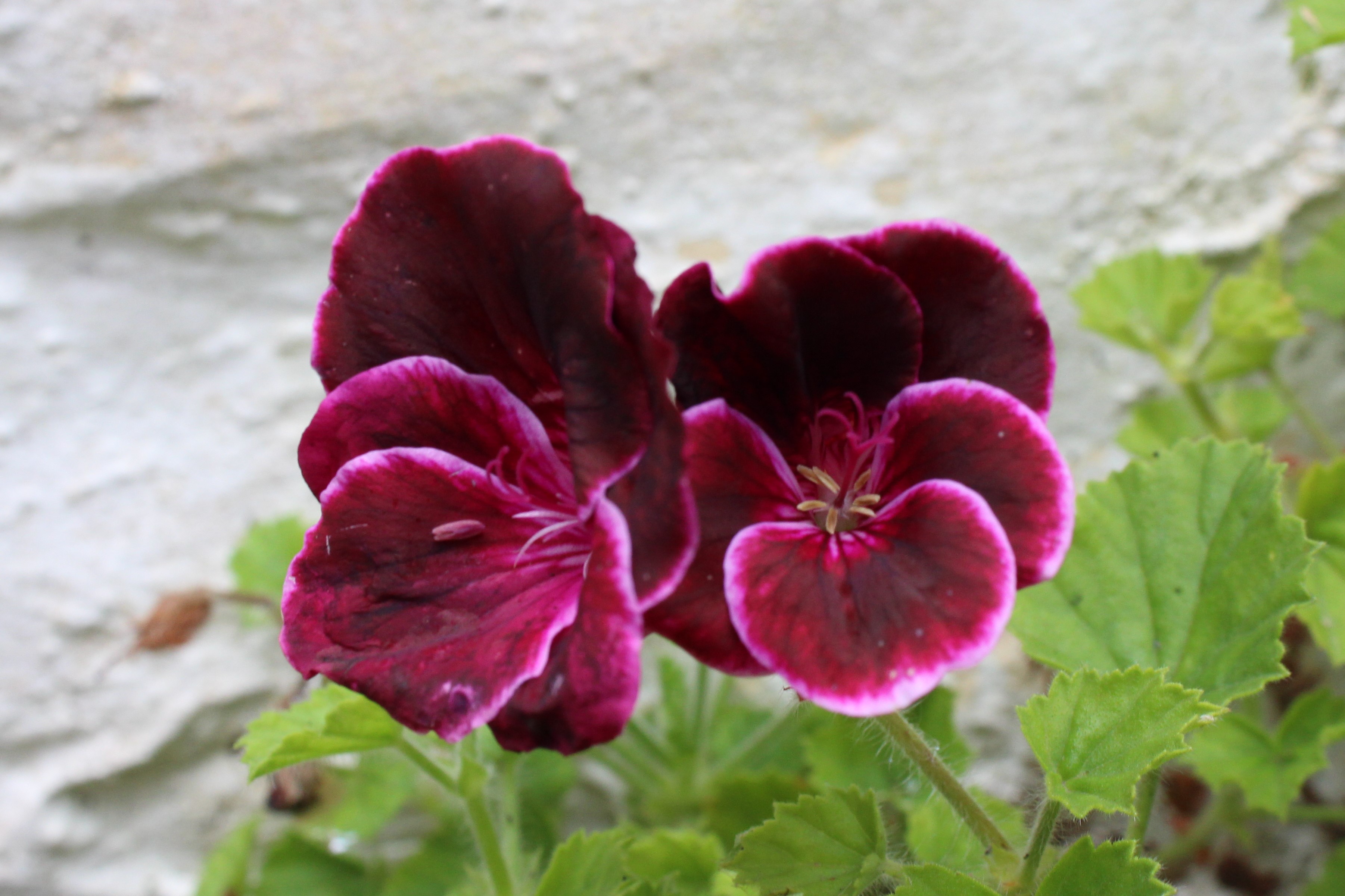 pelargonium