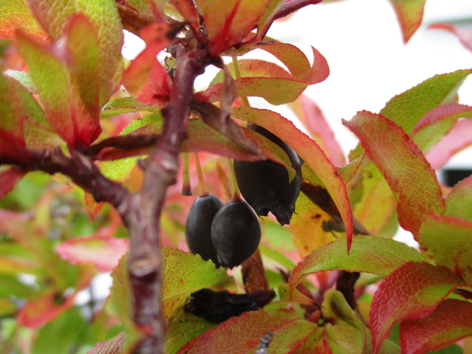 Vaccinium cylindraceum