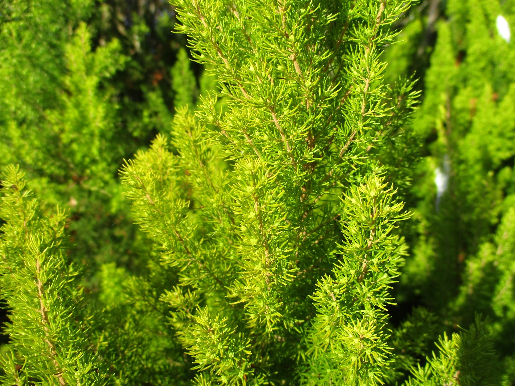 Erica arborea Albert's Gold