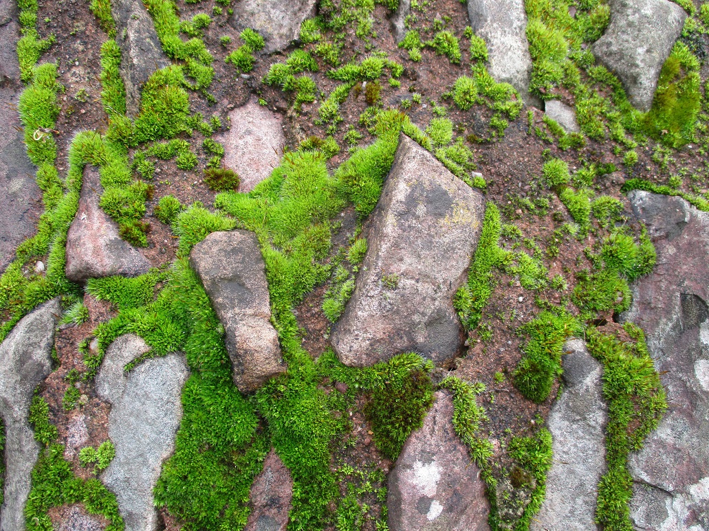 moss