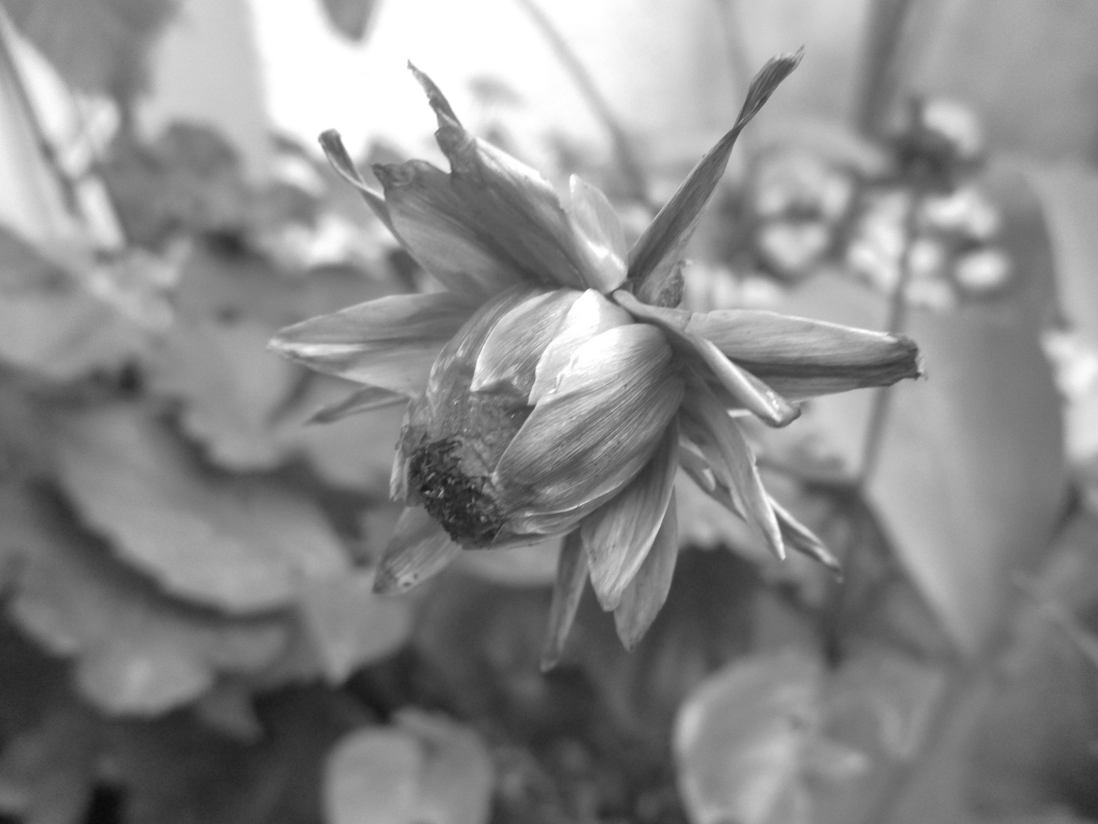 dahlia seed head