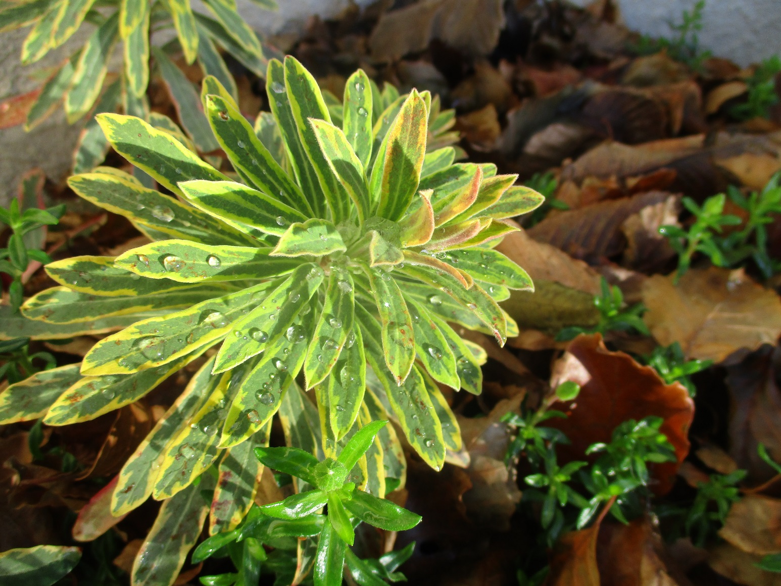Euphorbia x martini 'Ascot Rainbow'