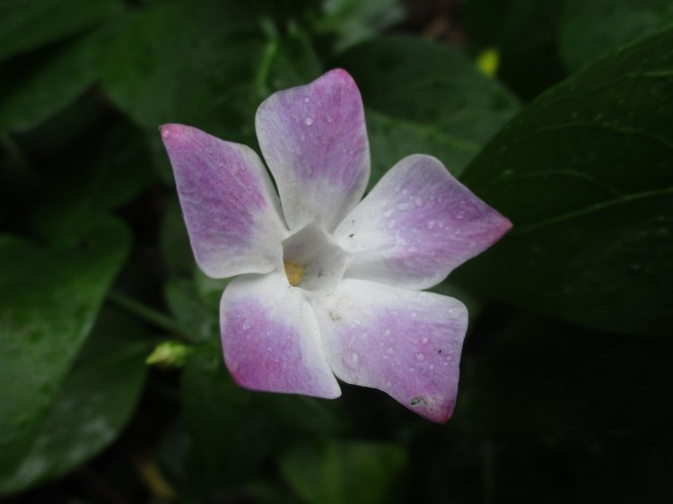Vinca 'Jenny Pym'