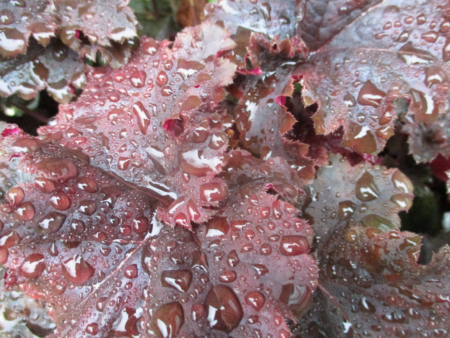 Heuchera 'Palace Purple'